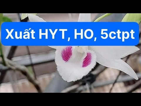 Xuất Hồng Yên Thuỷ, HO, 5ct Phú Thọ. Lh: 0702227996 | Foci