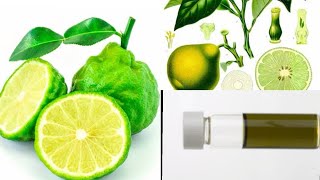 Bergamot Essential Oil |  NoTrick-NaturalProduct