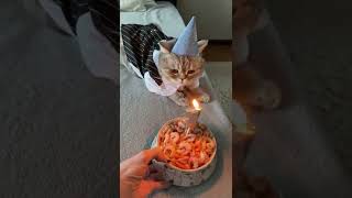 I have never been so congratulated, happy birthday, like this cat