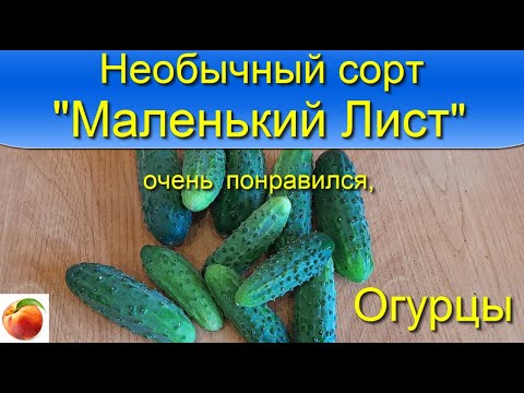 Огурцы сорт Маленький лист Необычный вкусный сорт огурцов Рекомендую ...