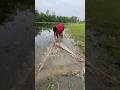 Village Low weter small fish catching