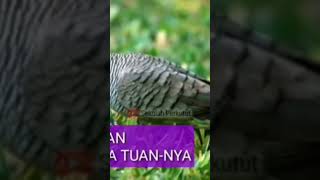 MITOS DAN FAKTA PERKUTUT No 5