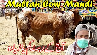 Multan Cow MANDI Aaj Kay Rate Kaam Ya Zayda | SS Tv | | Qurbani 2021|