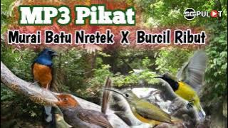 Suara Pikat Burung Murai Batu Nretek Ribut Burcil