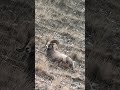 Phone Skope Digiscoping Video Example Footage - Big Ram
