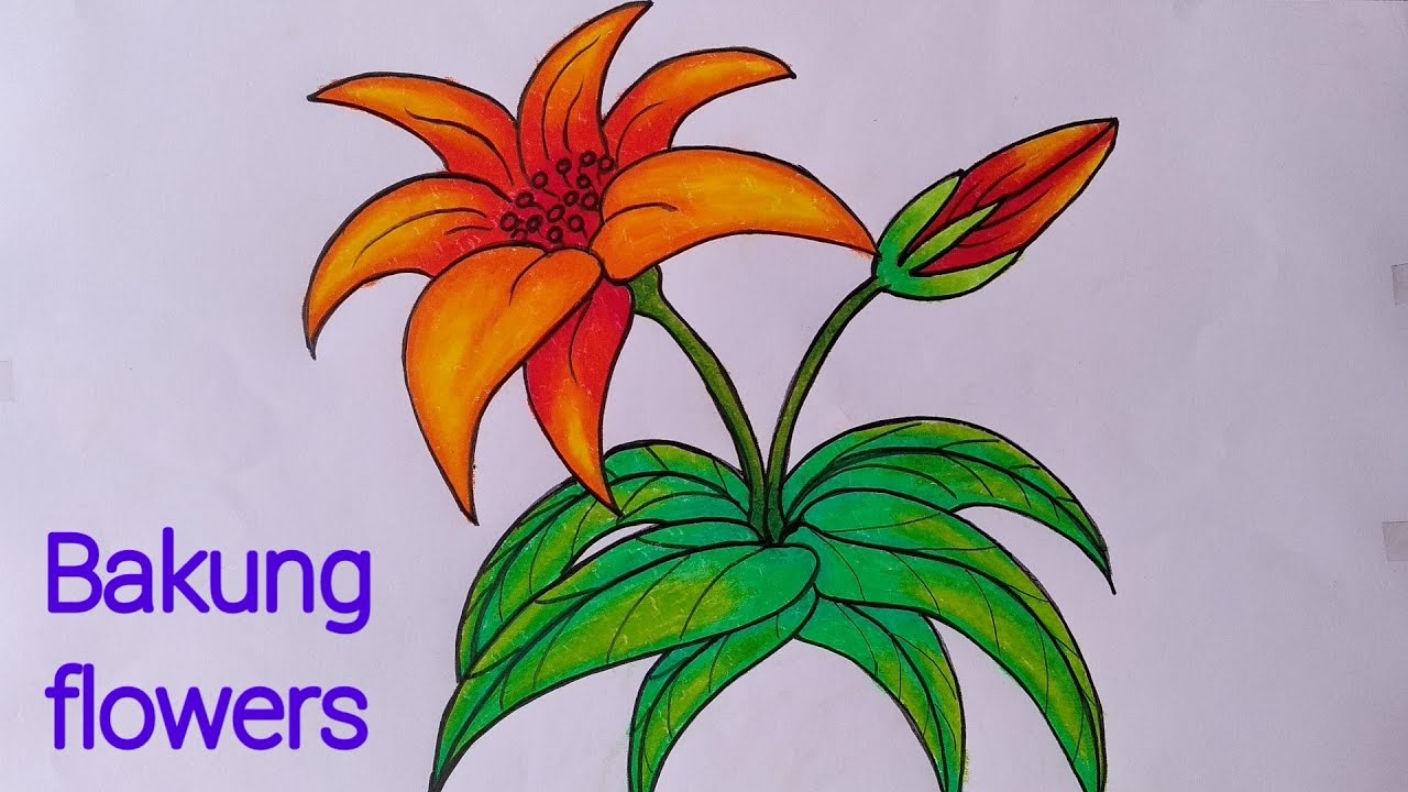 Menggambar bunga bakung || Cara menggambar bunga yang ...