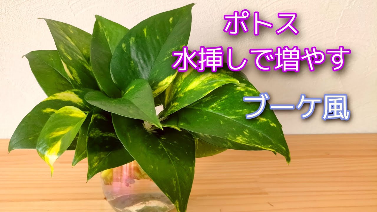 ポトスをブーケ風にして水挿しで増やす Youtube