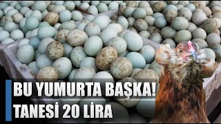 Altın Yumurtlayan Tavuk! Günde 10 Yumurta Alıyor 20 Liraya Satıyor / AGRO TV HABER