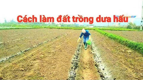 Cách làm đất trồng dưa hấu