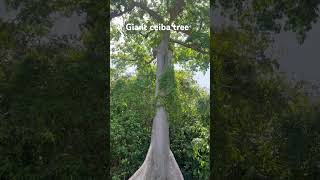 Birds Chirping From A Giant Ceiba Tree In Loiza, Puerto Rico.