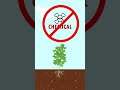 Supercharge Your Grow with Nutrient Tea!nutrient tea edit