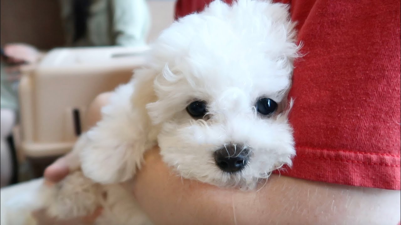 My Puppy Goes to the Vet for the First Time YouTube