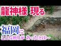 ⚠️やはり福岡に実在！龍神根【埴安神社】ちょっと別格の波動でした