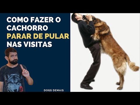 Vídeo: Como ensinar seu Rottweiler a parar de pular em pessoas