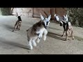 The slow motion baby goat you didnt know you need but do