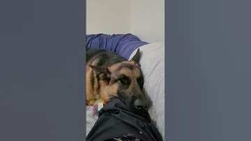 Would You Share Your Bed With Lholo Shortsfeed Germanshepherd Dog 