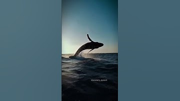 سوره الأنبياء/ الاية 87-88/ #الشيخ_ياسر_الدوسري