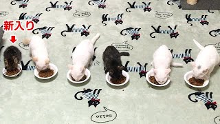 次々とご飯を奪う新入り子猫