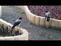 Два вороненка играют на клумбе \ Two young crows play on a flower bed