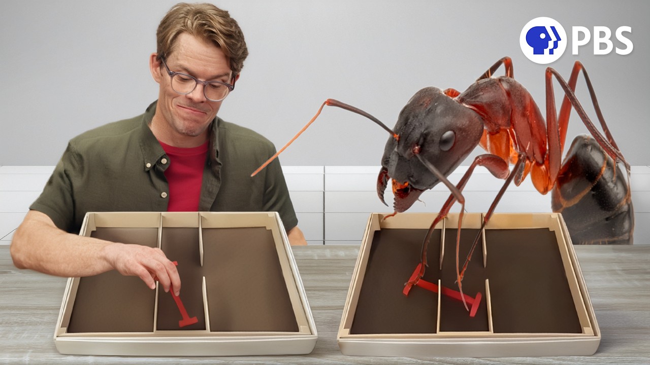The Intelligence Test Where Ants Beat Humans
