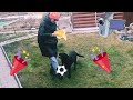 Даша и Лорд играют в футбол Видео для детей