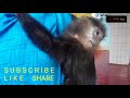 LUCU LUTUNG BINATANG LIAR JINAK | Wild animals are benign