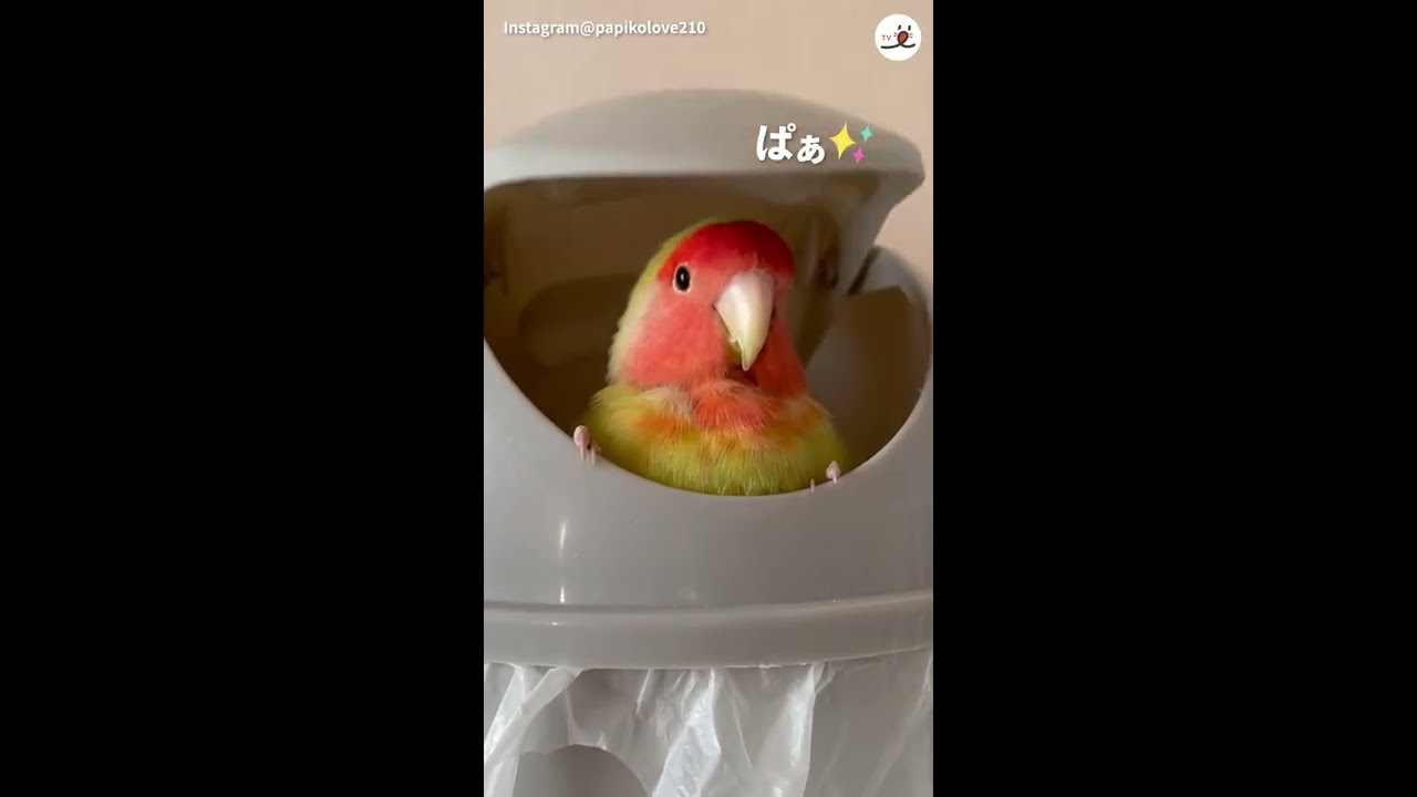 コザクラインコのラブちゃん激推しの遊び♪ - YouTube