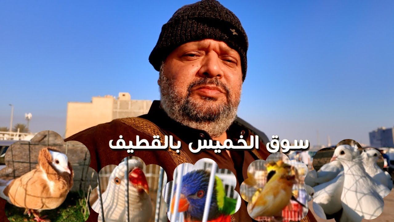 القطيف سوق الخميس للطيور  يناير Al-Qatif Al-Khamis market for birds January 2025