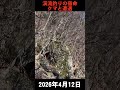 渓流釣りの恐怖体験クマとの遭遇/2026年4月12日