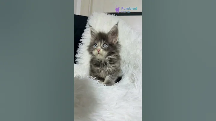 Video 11809971: mainecoons mainecoonkittens kitten, coon kitten mainecoonkitten, bicolor maine coon kitten, maine coon female kitten, blue maine coon kitten