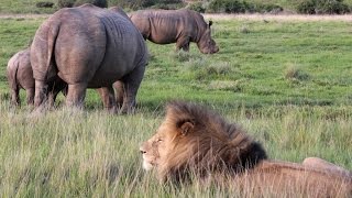 Rhino vs Lion on African Safari