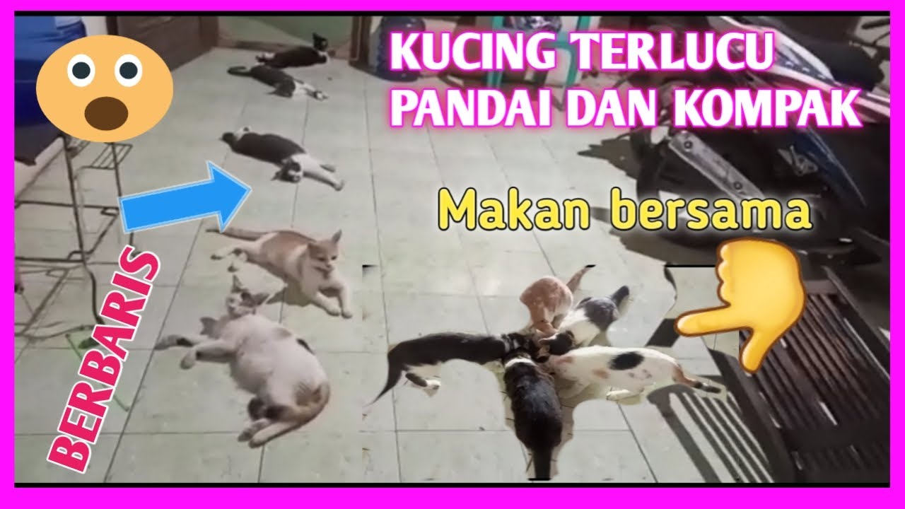 Kucing Terlucu Pandai Berbaris Tingkah Lakunya Bikin Tertawa Dan Gemes