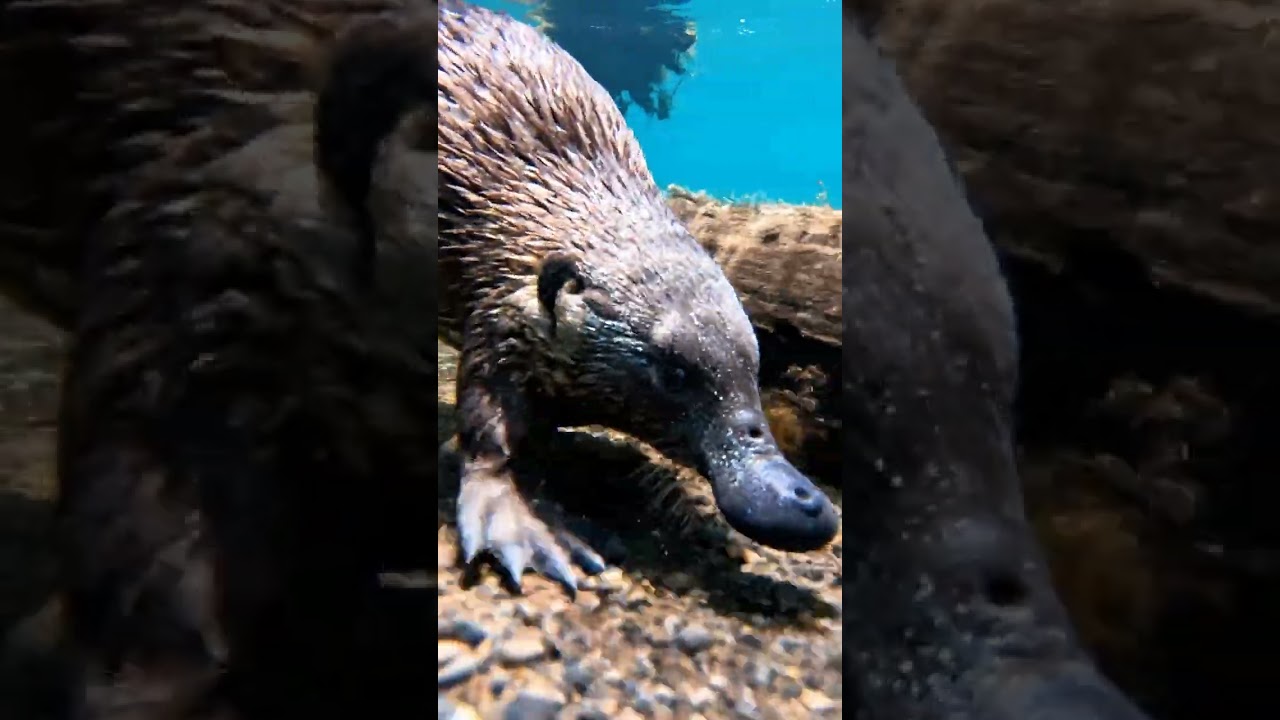 Platypuses Can Detect Electricity With Their Bills 🦆🦫