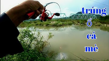 Câu Cá Mùa Nước Lũ Trúng Ổ Cá Mè Giật Mỏi Tay | luân vlogs