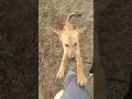 dogs gang