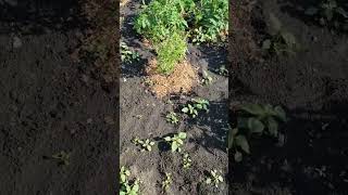 Новые саженцы кустарников #сад #саженцы #деревня #черноземье #ягоды