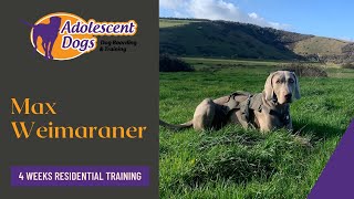 Max the Weimaraner - 4 Weeks Residential Dog Training