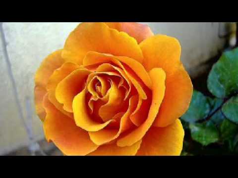 ابراهيم عوض موسيقا ياصباح يا زاكى العبير