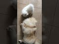 The Poms bonding 💕🫶🏻 #pomeranian #pets #cute