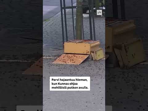 Mehiläiset ovat liikkeellä