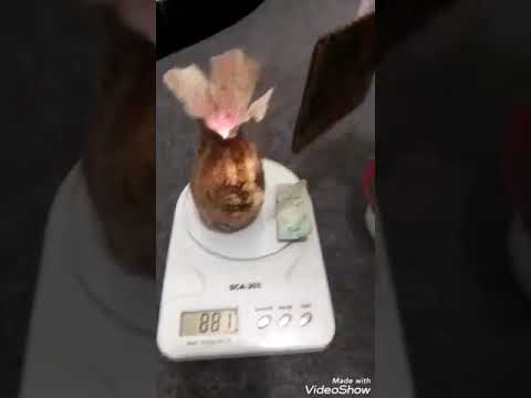 گوهر شب چراغ چقدر زیباست کسی نداره ازراین نوع سنگ میخوام کسی داره پیام بزارید لطفان