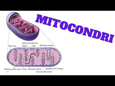 Video: Qual è la funzione dei mitocondri in biologia?