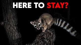 We Spent Years Looking for This Animal