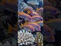 Colorful Fish ASMR 🐟🌈 | Relaxing Underwater Ocean Vibes in 4K