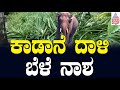 Wild Elephants Destroy Crops in Kodagu: ತೋಟಕ್ಕೆ ಲಗ್ಗೆಯಿಟ್ಟು ಬೆಳೆನಾಶ ಮಾಡಿದ ಕಾಡಾನೆಗಳ ಹಿಂಡು | Suvarna