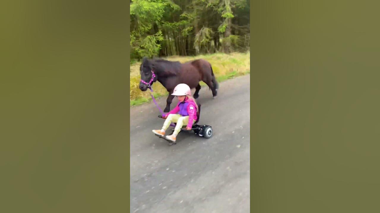 Ella and Black having fun as always 😁 #shorts #pony #horse