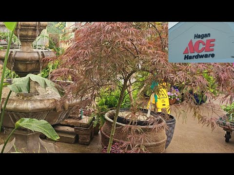 pon2pan2☆ ハナヒラ Shopping HAGAN ACE Hardware Garden Center | Japanese Maple Trees