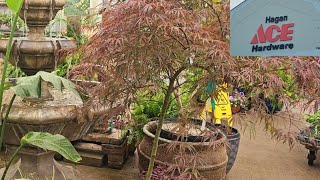 Shopping Hagan Ace Hardware Garden Center Japanese Maple Trees Are Here Farrahs Garden Diary