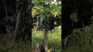 Afrıka Da Tropikal Meyve Agacı Papaya Agaclari