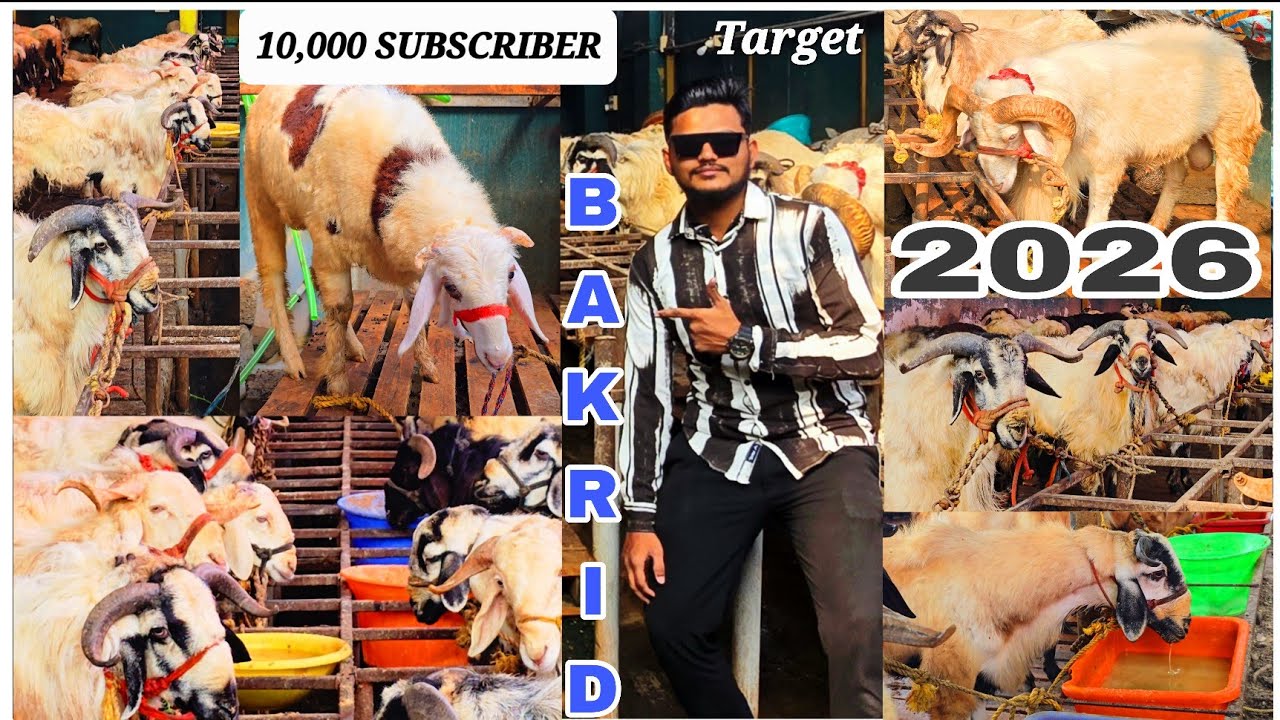 Big Nellore Jodipi Sheeps Available | Niyas Sheep Farm | Vellore | Tamil Nadu | 